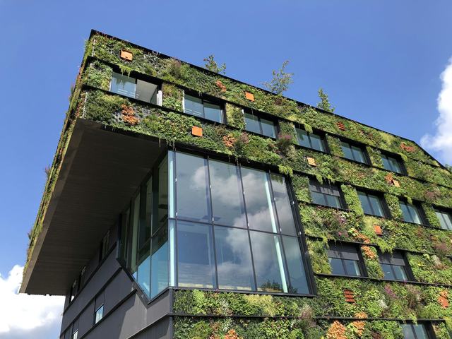 An office building whose facade is covered in dense living planting.